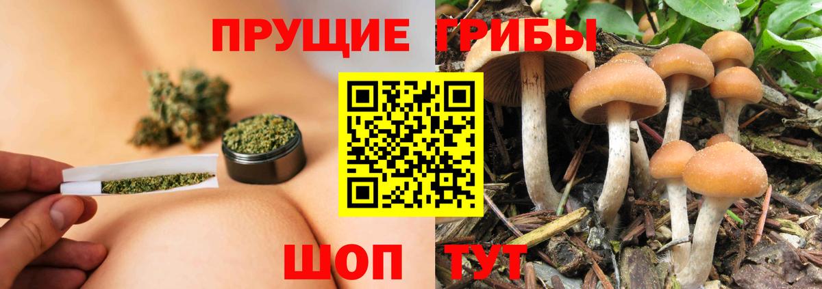 Псилоцибиновые грибы прущие грибы  Псилоцибиновые грибы Psilocybe  Северск  Вход с VPN 